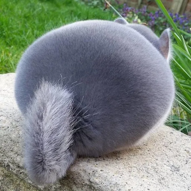 벌꿀