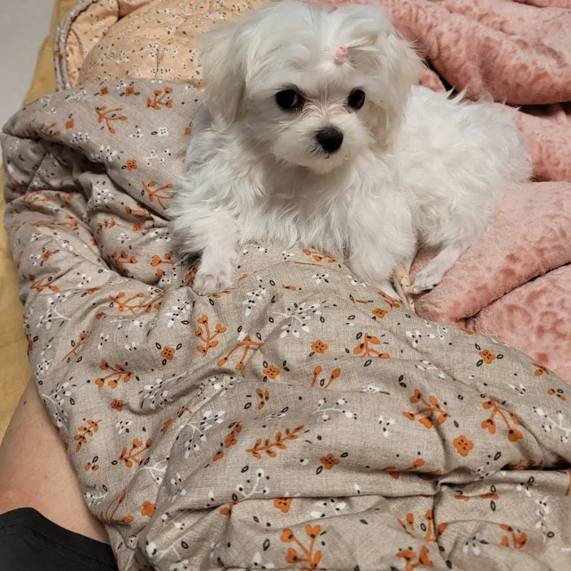 숀미