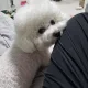 완두