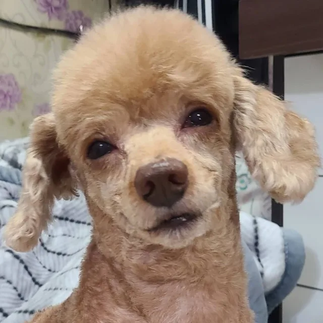 이닷