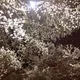 피노지니