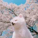 토마토
