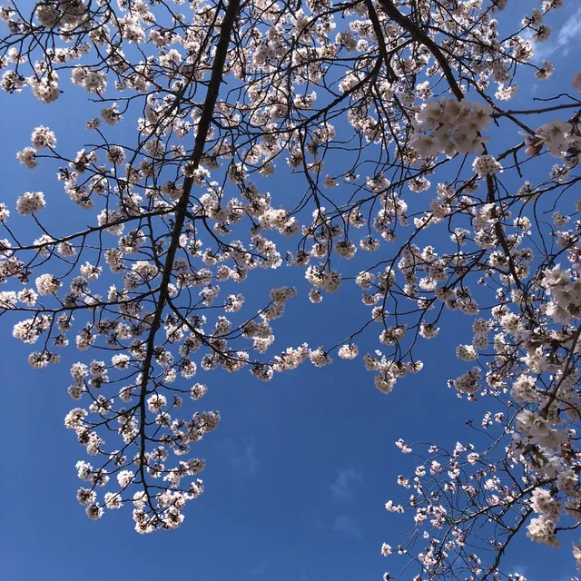 젤리찌