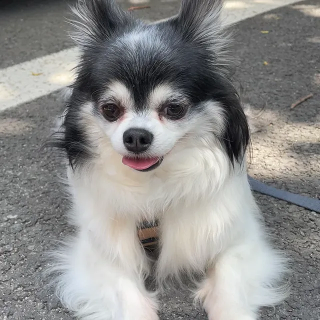 능능이