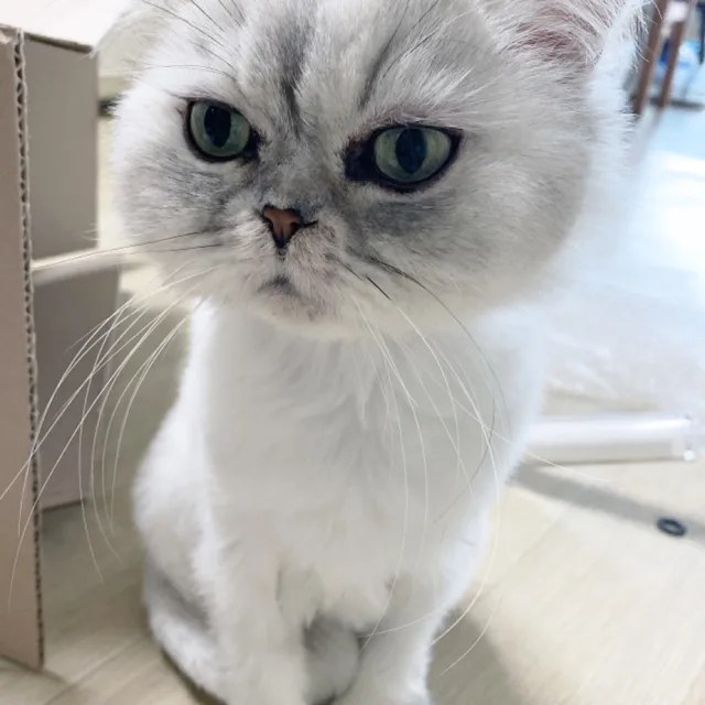 초딩