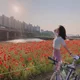 보리토리
