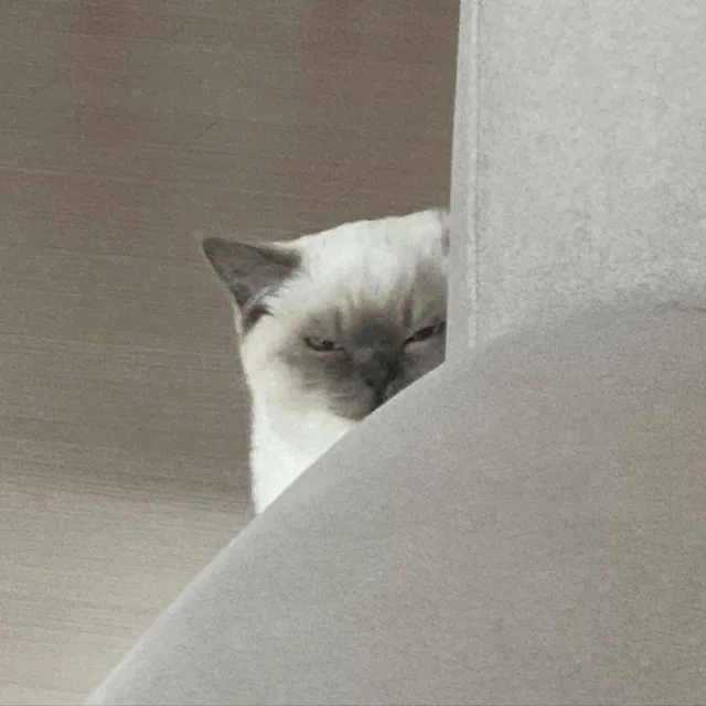 고먐미