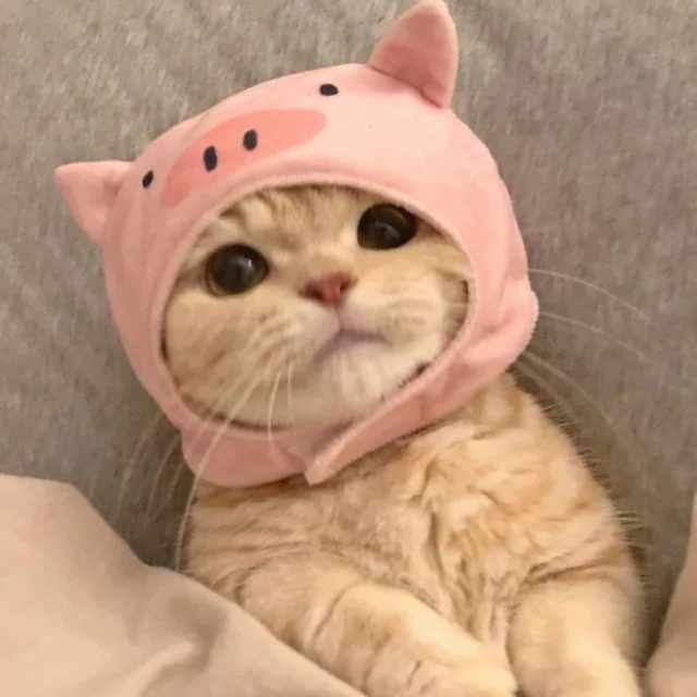 당근냥