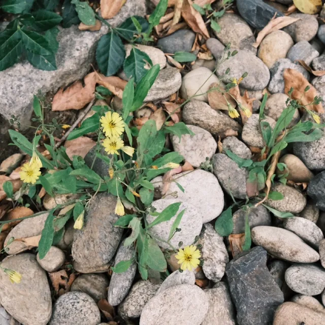 기린별