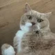 꾸니