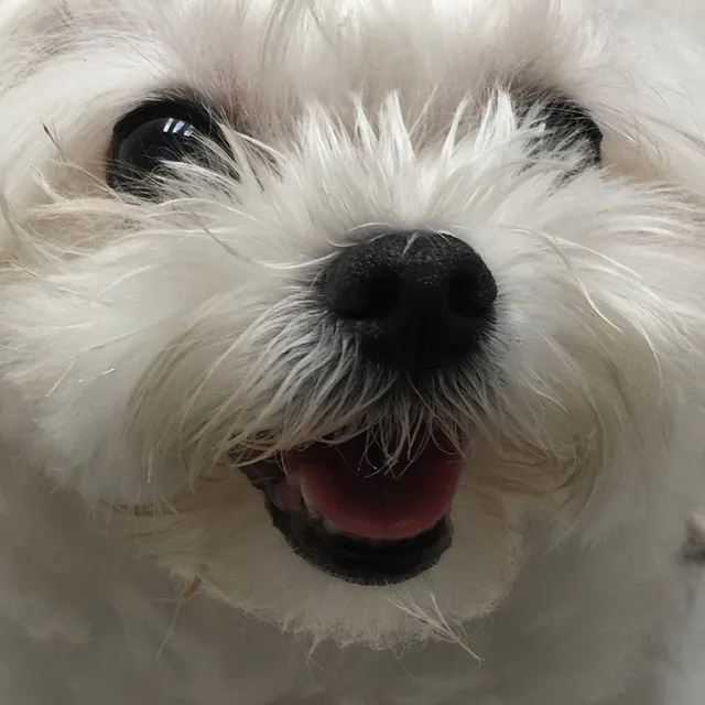 봄봄