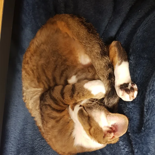 맴매