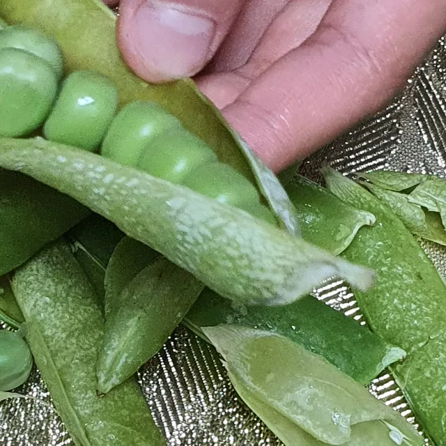 쩡쩡이