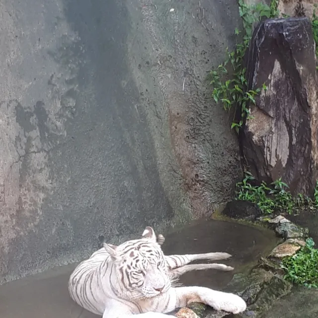백호