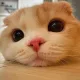 배강선생