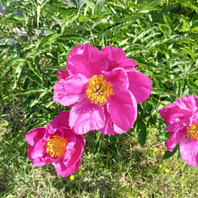 세여자