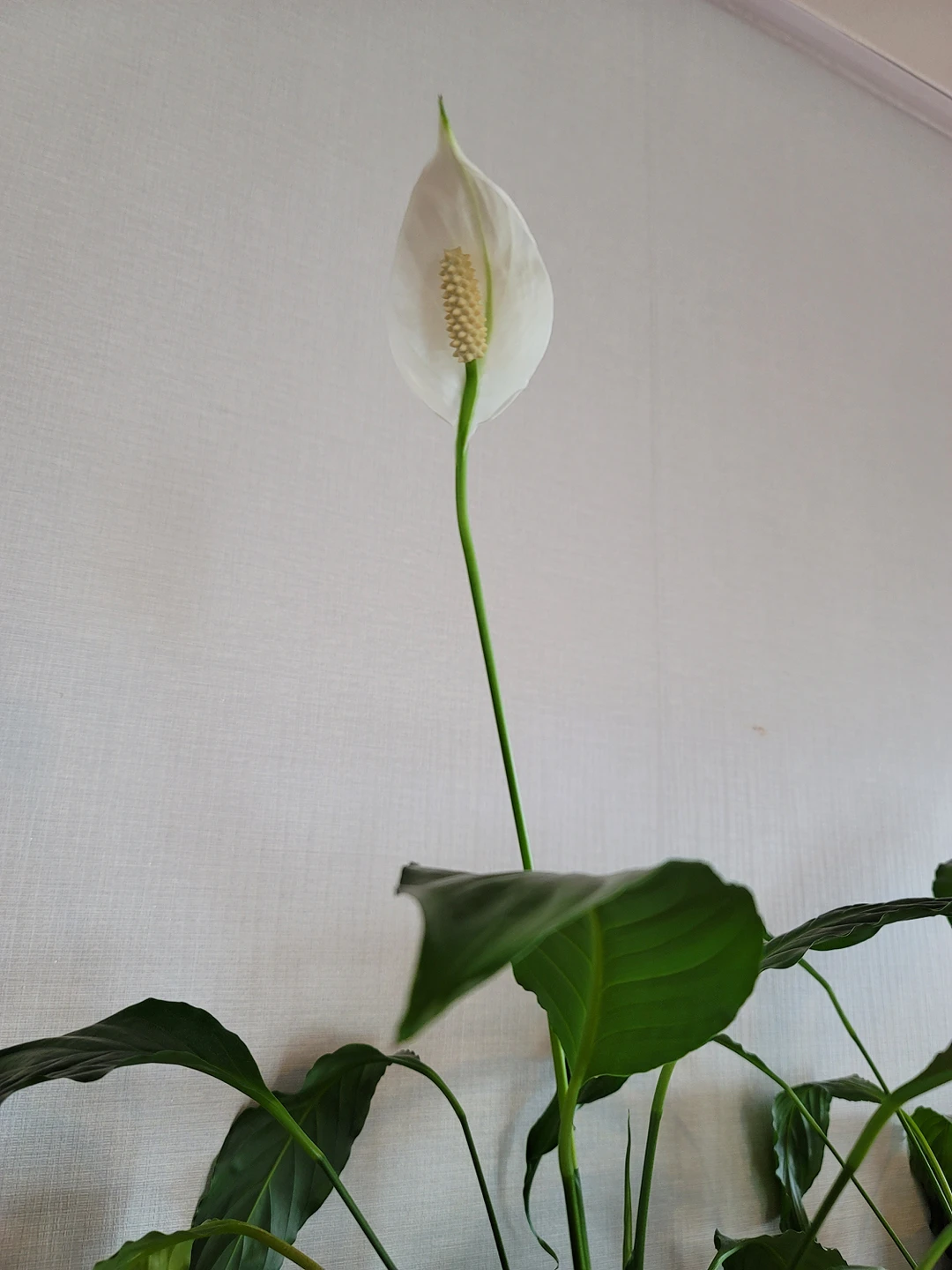 profile