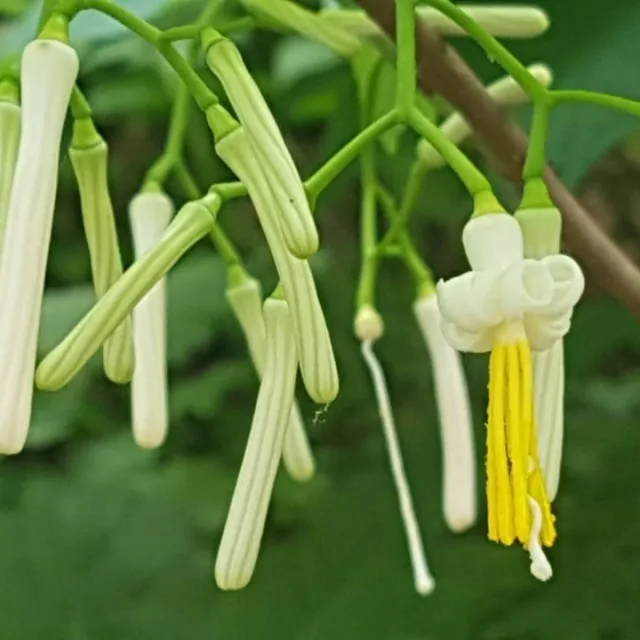 롱다리