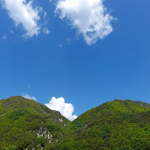 요리조리