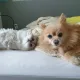 노미뉴뉴