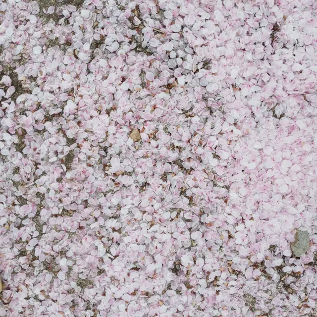 소소