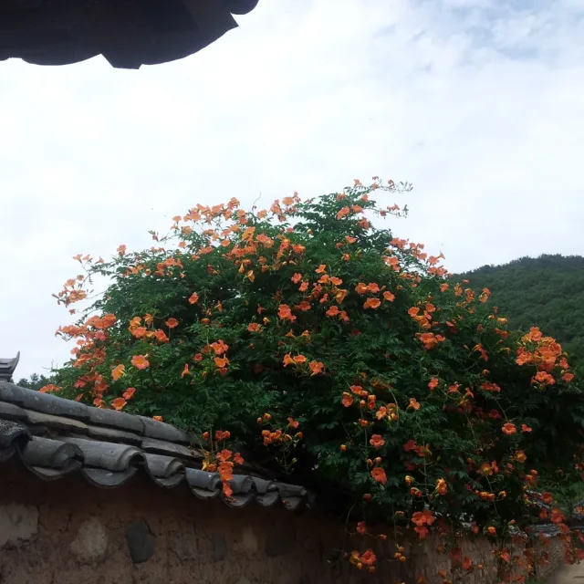 유니맘
