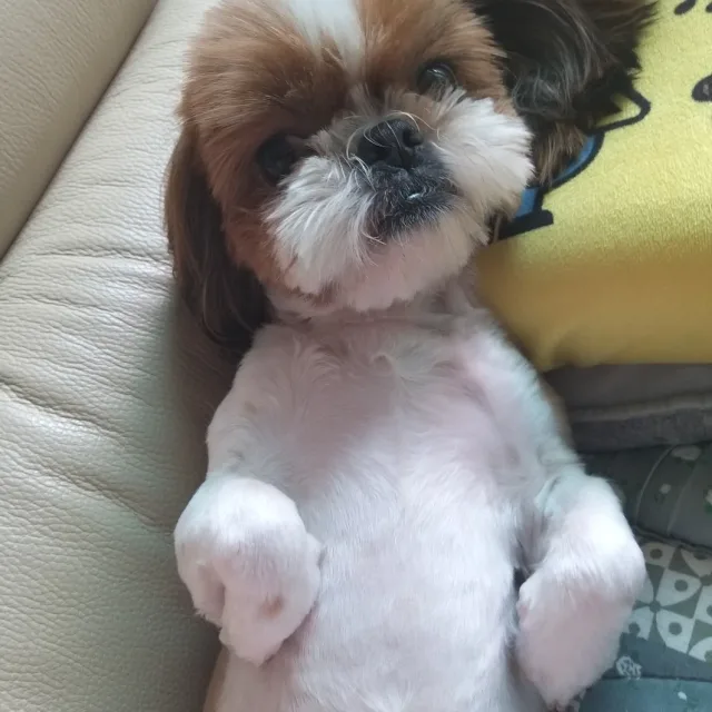 지니지니