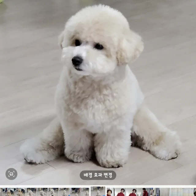 땅콩이