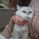 샬롬