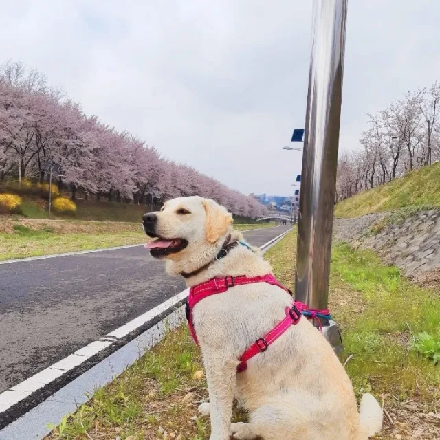 호야