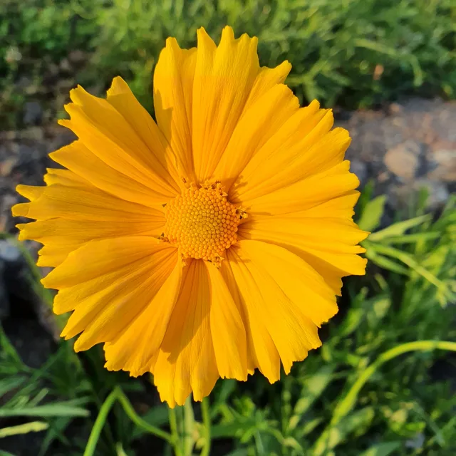 Aloha