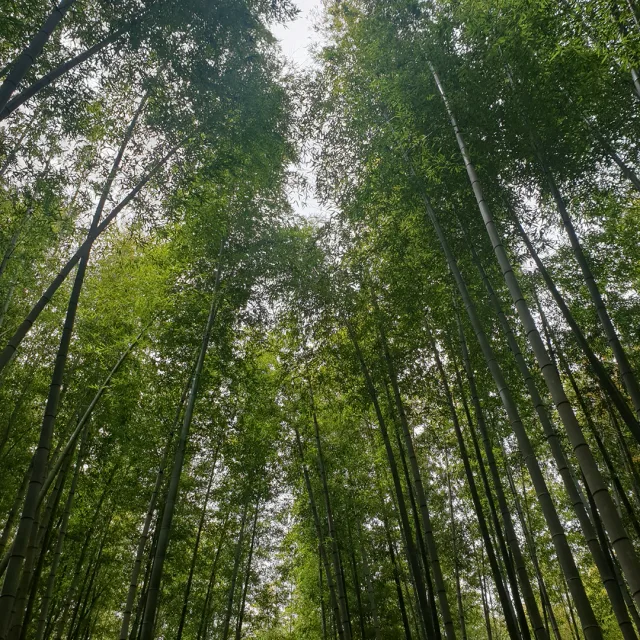 풀잎
