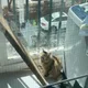 시리어