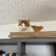 시선
