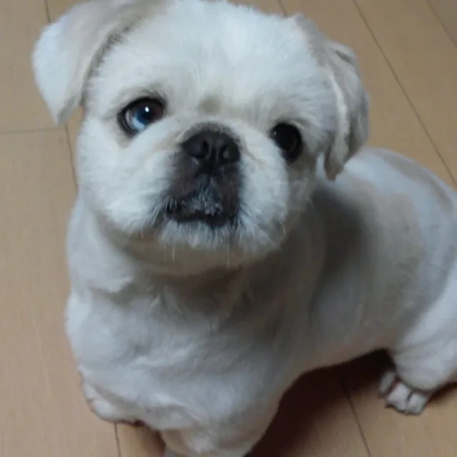 순돌이