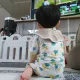 시네라리아