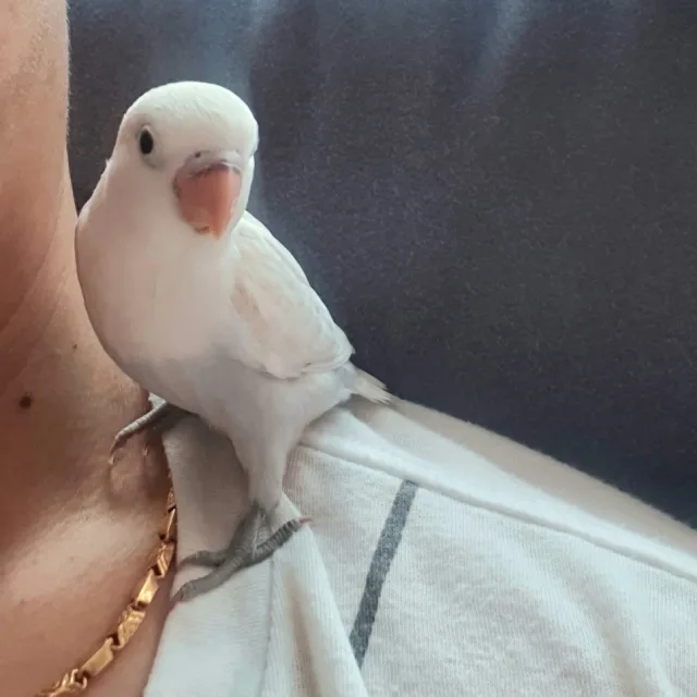 profile