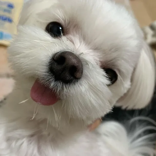 꾸꾸루삥뽕