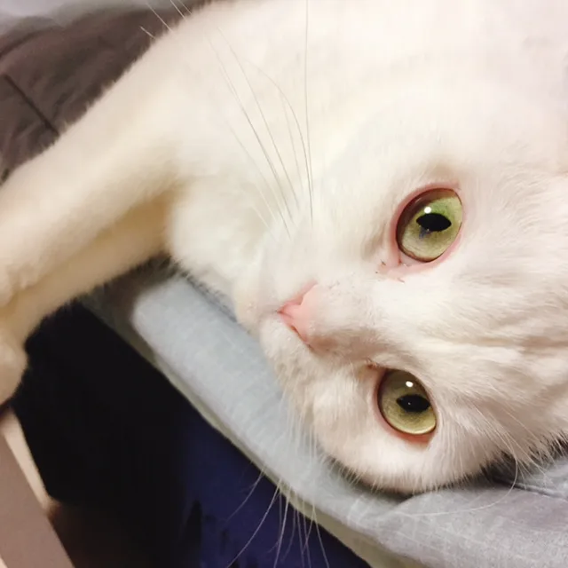 쇼핑중독따란비