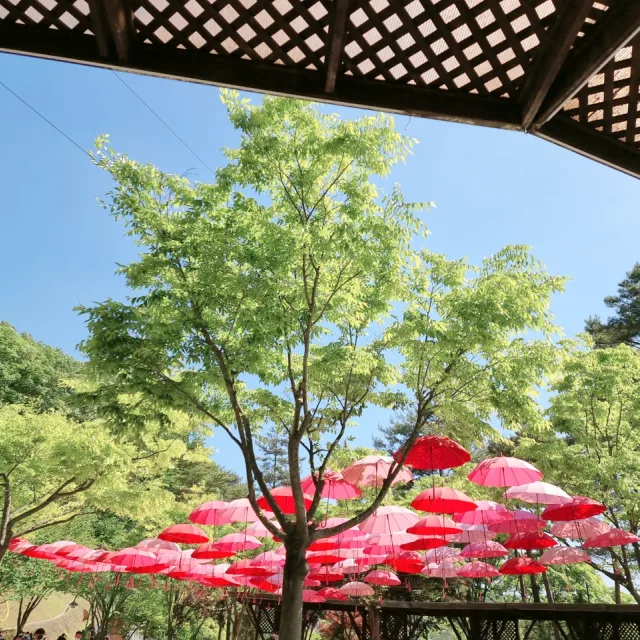 불세