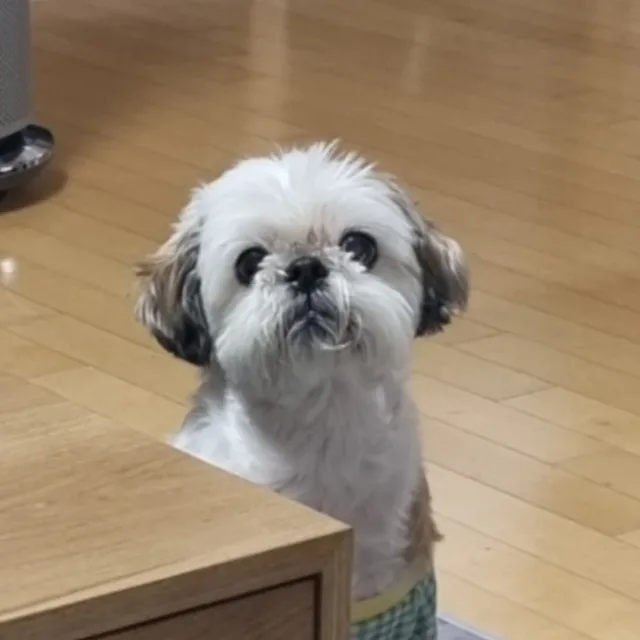 오리대장