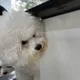 엘리네