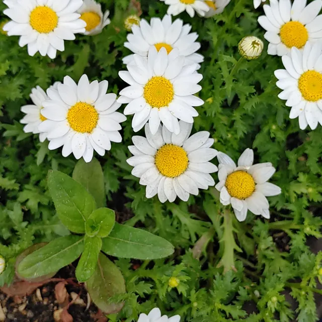 제이니