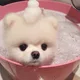채도