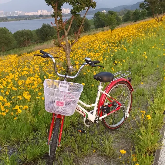 해바라기