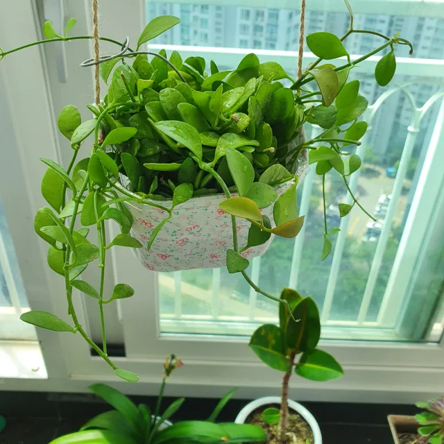 산삼마미
