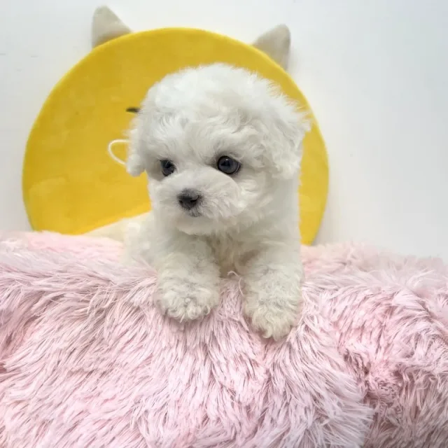 이곡신당용산현금거래사랑