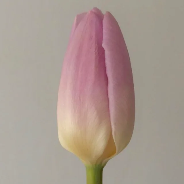 Tulip