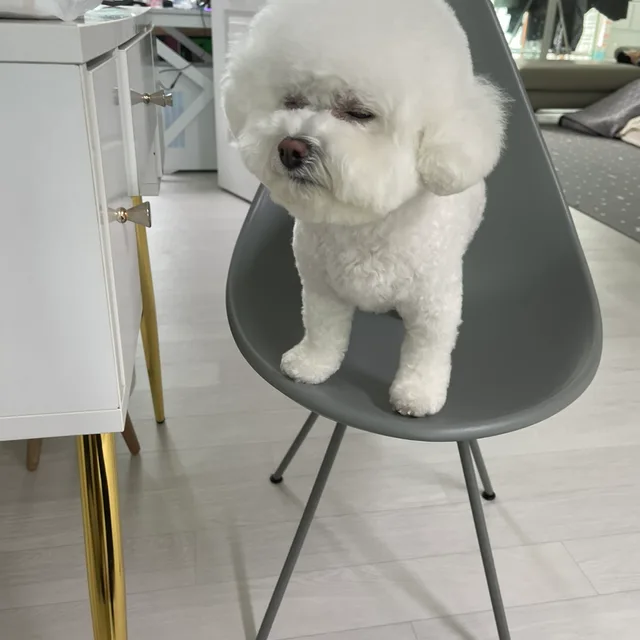 식사동갈뱅이