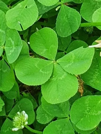 LUCKY38